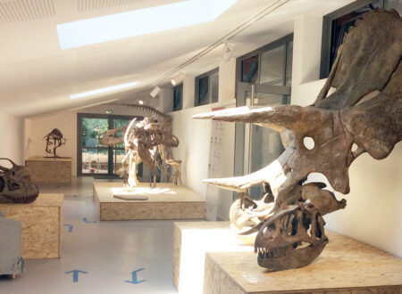 Dino-galerij © Museum de l'Ardèche