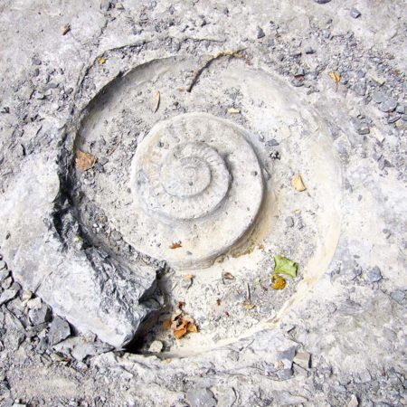Ammonite | Fossile rivière | Camping bord de rivière Ardèche