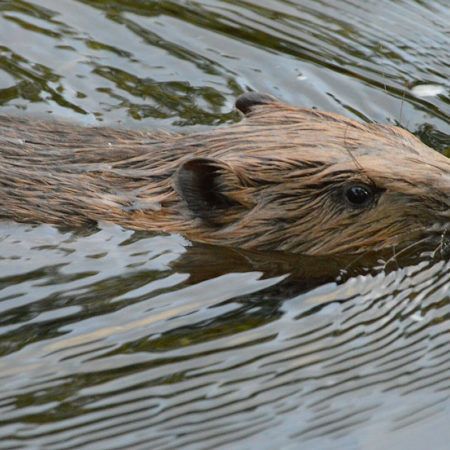 Beavers