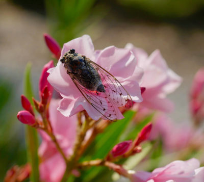 Midden in de natuur